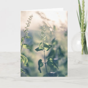 Germander Flower Nature Photo Card