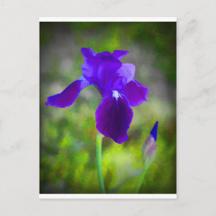 Germanic Purple Iris Blossom Digitally Painted Postcard