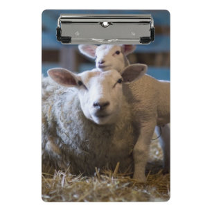 Germany, Sheep and lamb lying on hay in barn Mini Clipboard