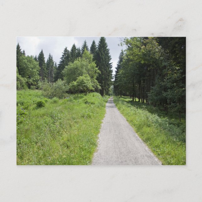 Germany, Thuringia, path in forest Postcard (Front)