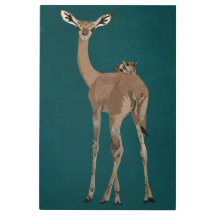 GERNUK & SUGAR GLIDER