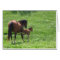 Get a Kick out of Life Horses