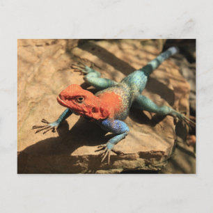Get Out Of My Way Postcard