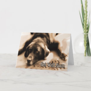 Get Well Chocolate Labrador Retriever Dog Card