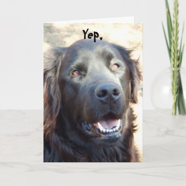 Get well ~Dog Humour Greeting Card (Front)