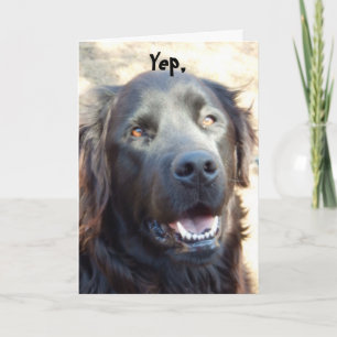 Get well ~Dog Humour Greeting Card