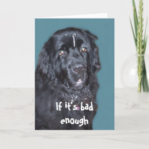 Get Well~ Newfoundland Dog Card
