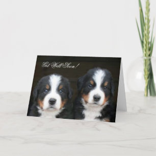 Get Well Soon Bernese mountain dog pups card