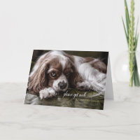 Get Well Soon Cocker Spaniel Dog on a Sofa