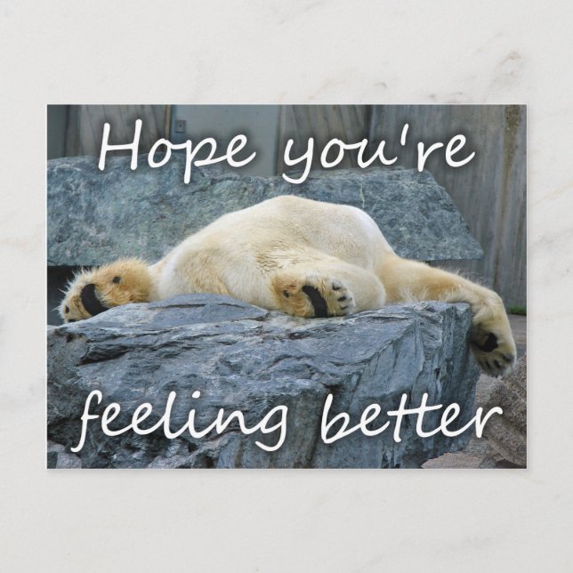 Get Well Soon Feel Better Polar Bear Cute Animals Postcard (Front)