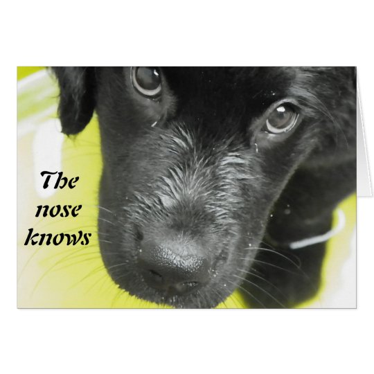 Get Well Soon Puppy Greeting card