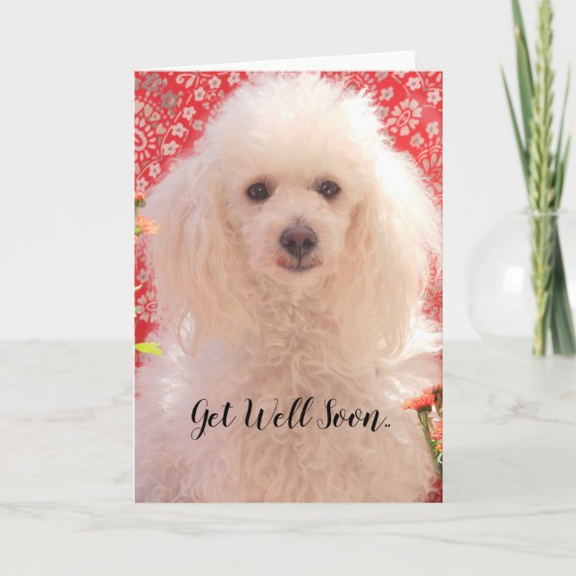 Get Well Soon Toy poodle blank greeting card (Front)