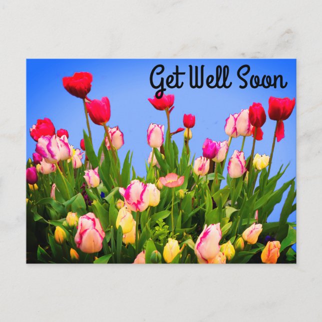 Get Well Soon Various Tulips #3 Postcard (Front)