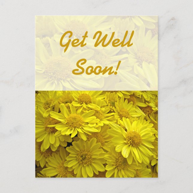 Get Well - Sunshine Yellow Chrysanthemums Postcard (Front)