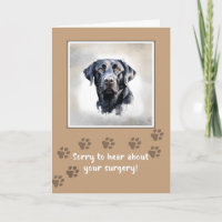 Get Well to Dog After Surgery With Black Lab