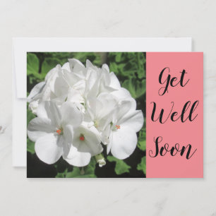 Get Well White Geranium Photography