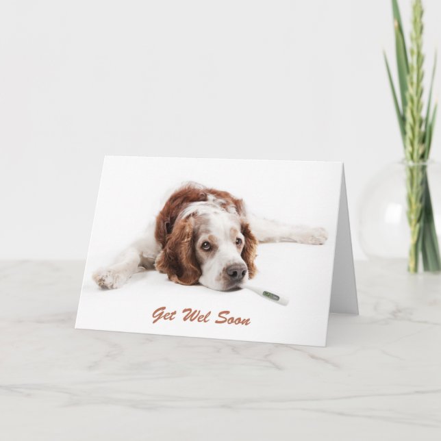 Get well with Welsch Springer Spaniel dog Card (Front)