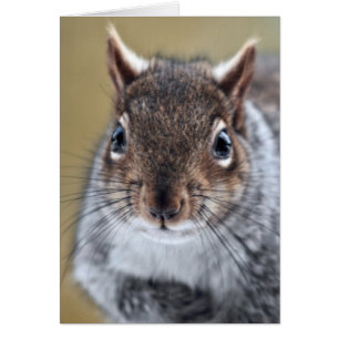 Getting Squirrelly