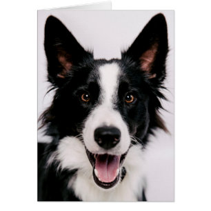 Getty Images A Smiling Border Collie