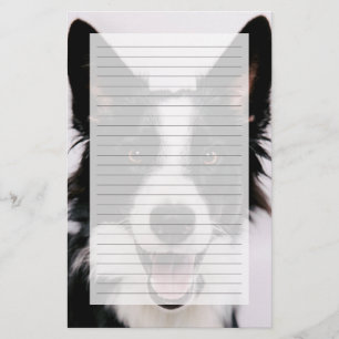 Getty Images A Smiling Border Collie
