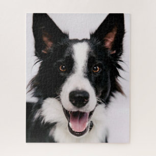 Getty Images   A Smiling Border Collie Jigsaw Puzzle