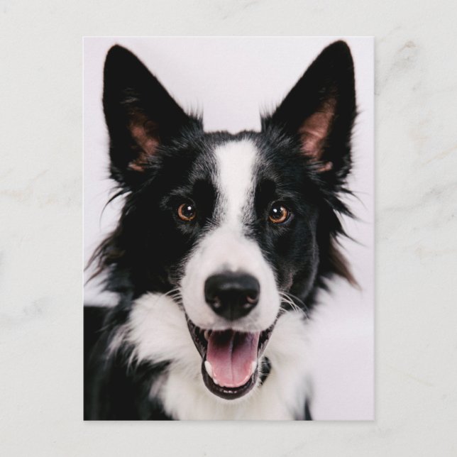 Getty Images | A Smiling Border Collie Postcard (Front)