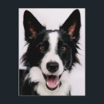 Getty Images | A Smiling Border Collie Postcard<br><div class="desc">Ears perked up, bright adorable eyes, mouth hanging open, pearly canine teeth almost covered by a slobber-glazed pink tongue? That’s right, it’s completely and unquestionably a Border Collie smiling to the camera, brought to you by Getty Images. These are the type of smiles you can look at all day. Fortunately...</div>