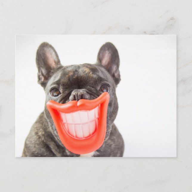 Getty Images | A Smiling Dog Postcard (Front)