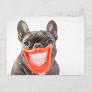 Getty Images   A Smiling Dog Postcard