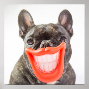 Getty Images   A Smiling Dog Poster