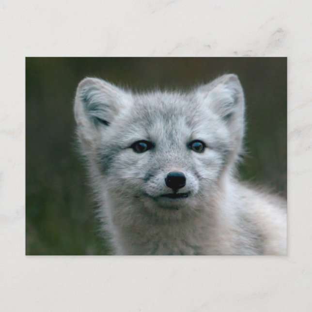 Getty Images | Arctic Fox Kit Postcard (Front)