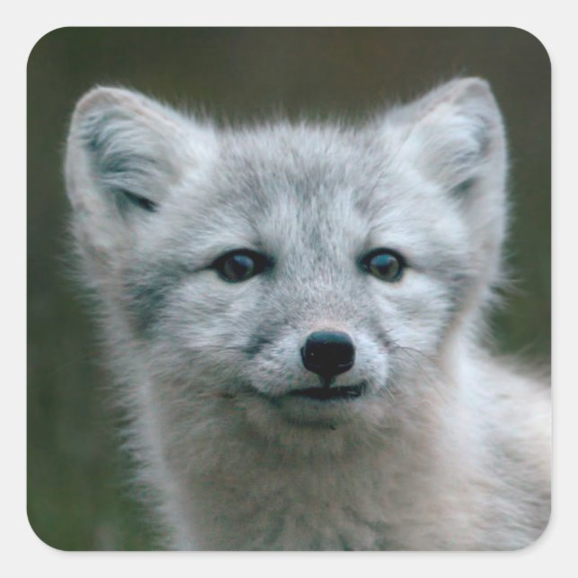Getty Images | Arctic Fox Kit Square Sticker (Front)