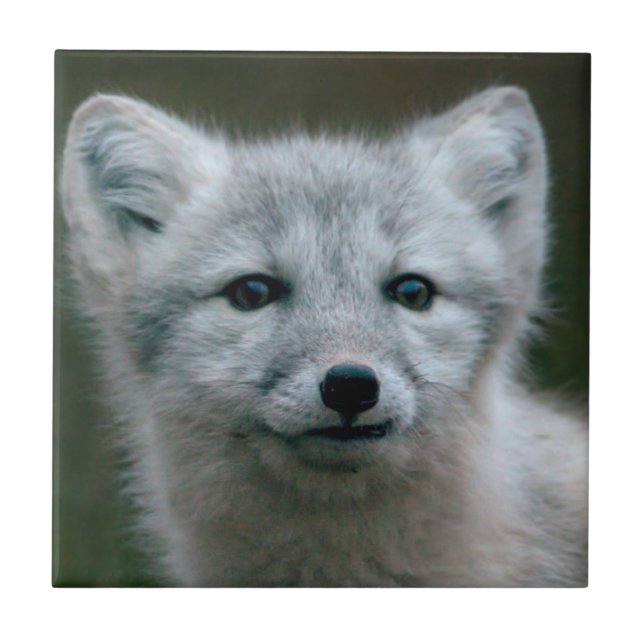 Getty Images | Arctic Fox Kit Tile (Front)