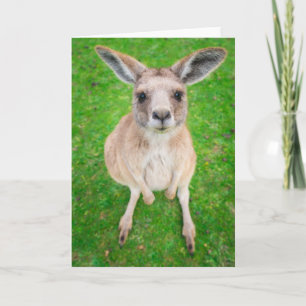 Getty Images Baby Kangaroo Card