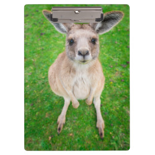 Getty Images   Baby Kangaroo Clipboard