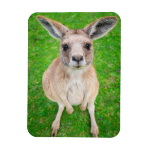 Getty Images   Baby Kangaroo Magnet