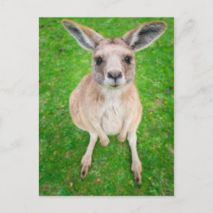 Getty Images   Baby Kangaroo Postcard
