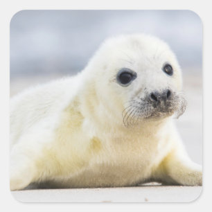 Getty Images Baby Seal