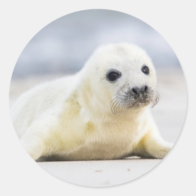 Getty Images | Baby Seal (Front)