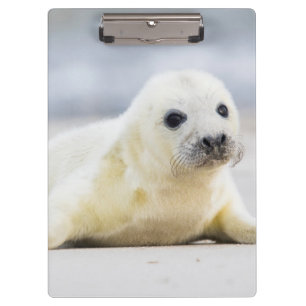 Getty Images Baby Seal Clipboard