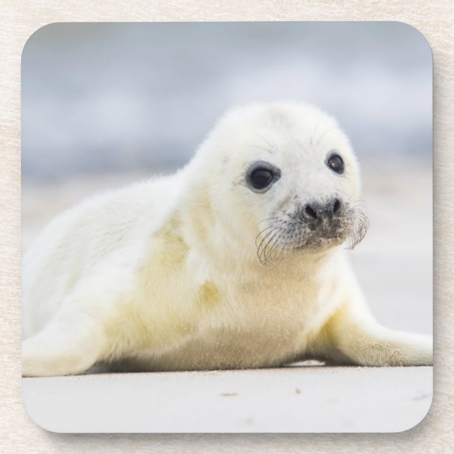 Getty Images | Baby Seal Coaster (Front)