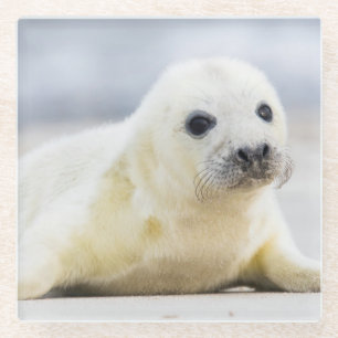 Getty Images Baby Seal Glass Coaster