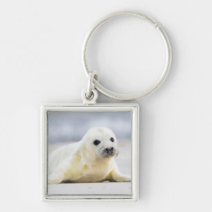 Getty Images   Baby Seal Key Ring