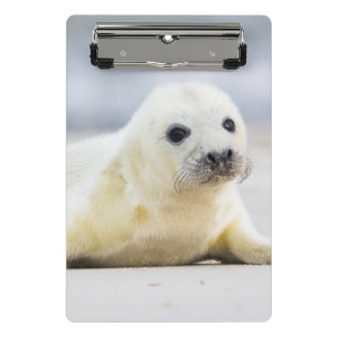 Getty Images Baby Seal Mini Clipboard
