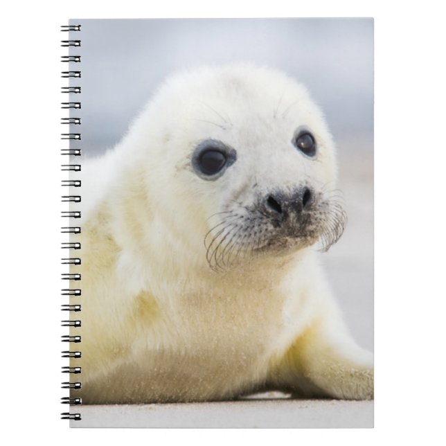 Getty Images | Baby Seal Notebook (Front)