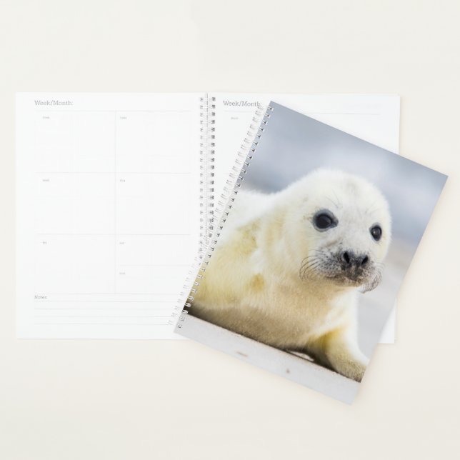 Getty Images | Baby Seal Planner (Display)