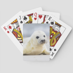 Getty Images   Baby Seal Playing Cards