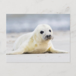 Getty Images   Baby Seal Postcard