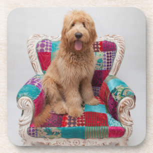 Getty Images Cute Goldendoodle Coaster