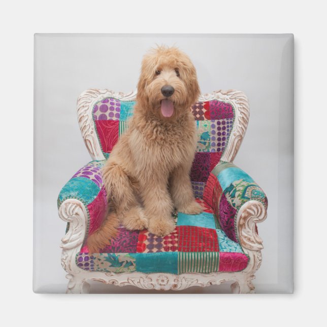 Getty Images | Cute Goldendoodle Magnet (Front)